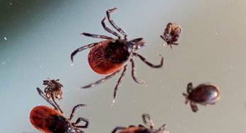 В Архангельской области рост обращений по поводу укусов клещей